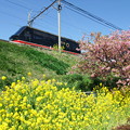 菜の花と河津桜と黒船電車