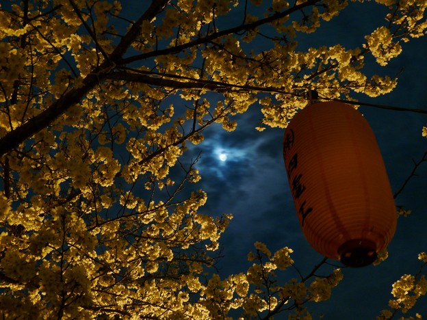 写真: 月と桜(実験写真)