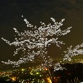 写真: 桜と光桜(実験写真)