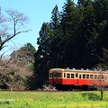 写真: 春爛漫のいすみ鉄道