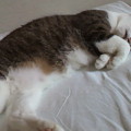 写真: 家の猫、爆睡しています。夢...