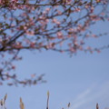写真: 桜の下には。。