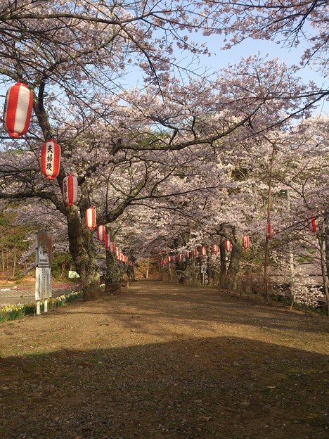 写真: 家の近くの公園桜