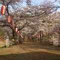 家の近くの公園桜
