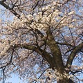 写真: 近くの公園の桜