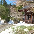 写真: 雪と桜満開