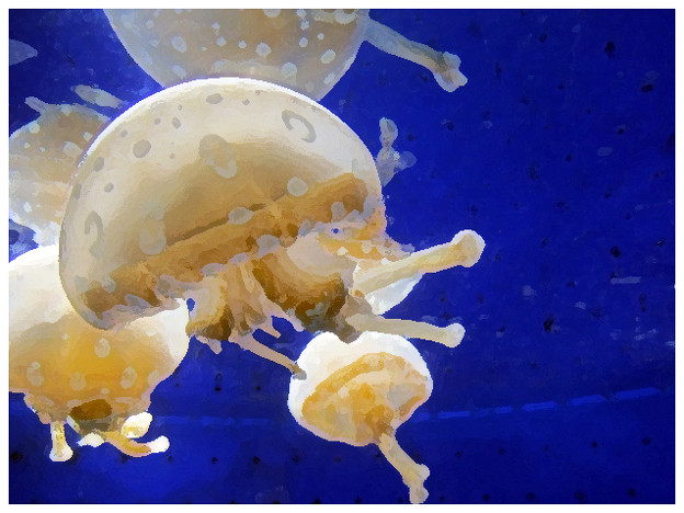 写真: jellyfish