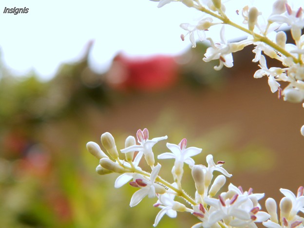 写真: シルバープリペッドの花　(２)