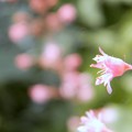 写真: ヒューケラの花　カラーリーフの絵の具の中で　(３)
