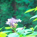 写真: 玉紫陽花