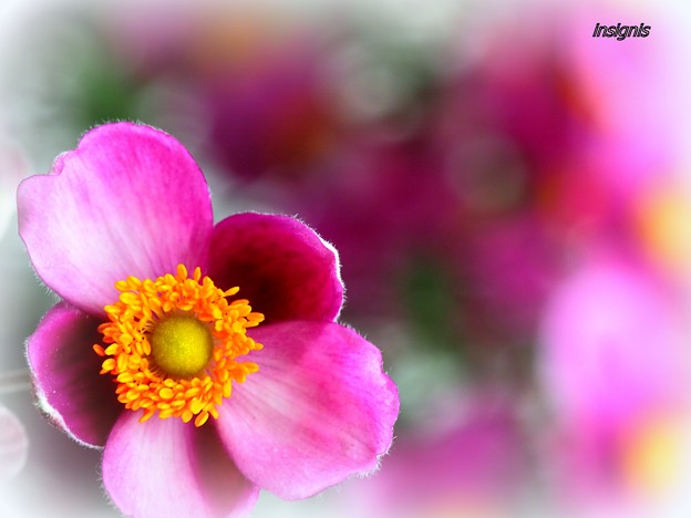 写真: Japanese anemone...........