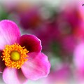写真: Japanese anemone...........