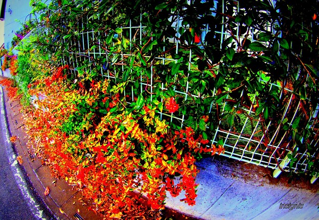 写真: フェンスを彩る秋色............