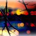 写真: Illuminations of twilight..........