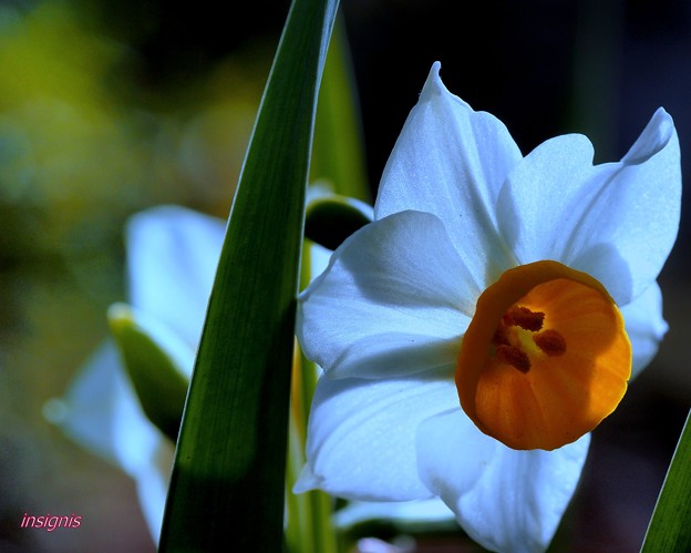 写真: Narcissus tazetta var. chinensis...........