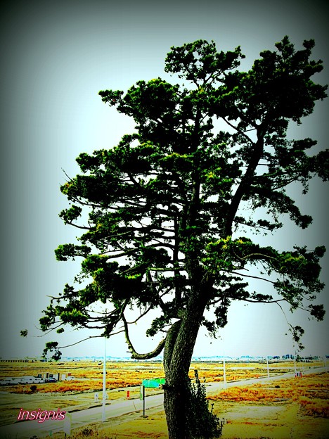 写真: 命を救った松の木.....