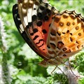 写真: 蝶とミント