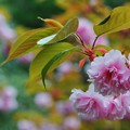 写真: 山寺の桜