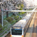 写真: 桜と中央快速(E233系0番台)@東中野-中野 [3/28]