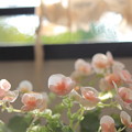 写真: 窓辺の花