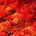 写真: 燃える秋〜！