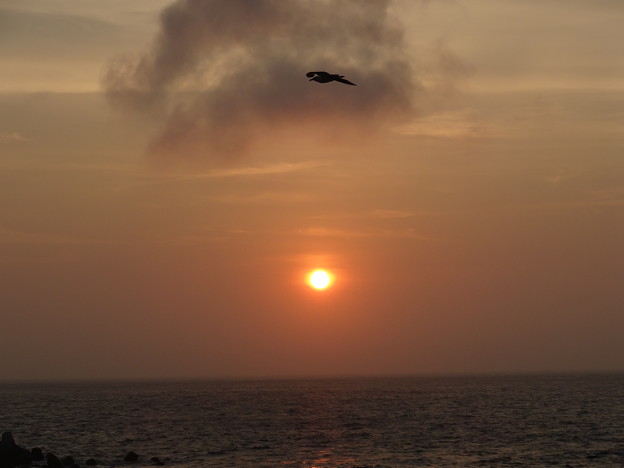 写真: 夕陽と鳥