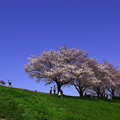 写真: 空と桜