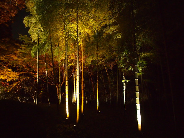 竹ライト