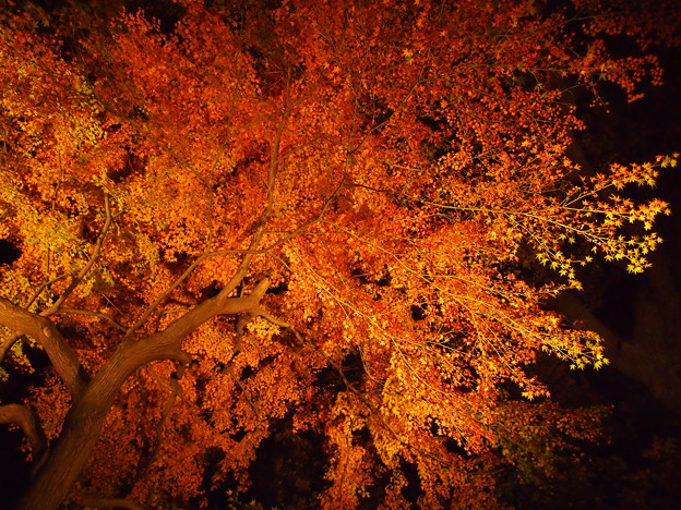 写真: 夜空に紅葉にライトアップ