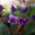 写真: すみれ紫 (1280x867)