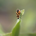 写真: 小さな昆虫