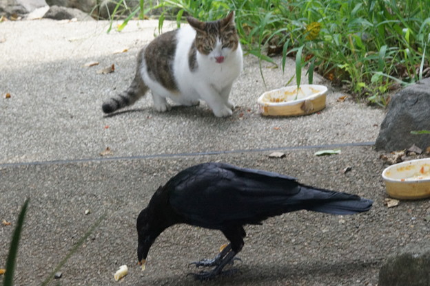写真: 猫餌食うカラス