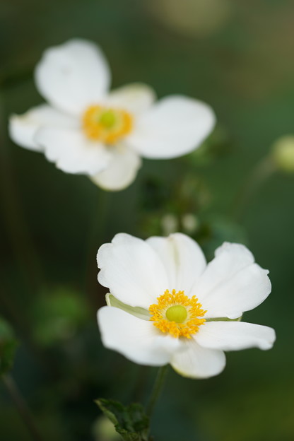 写真: 白い秋明菊