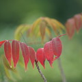 写真: ハゼノキの紅葉