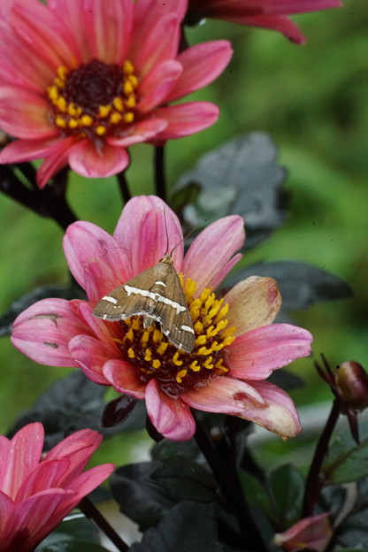 写真: 花と蛾