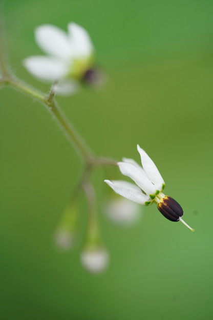 写真: ヒヨドリジョウゴの花