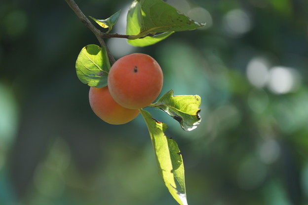 写真: 柿の実