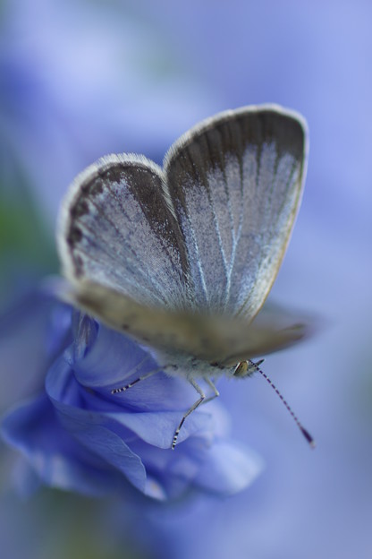 写真: 花で休む蝶