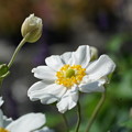 写真: 白い秋明菊