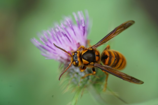 写真: 花とスズメバチ
