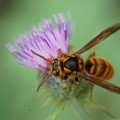 写真: 花とスズメバチ