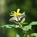 写真: 花とアゲハチョウ