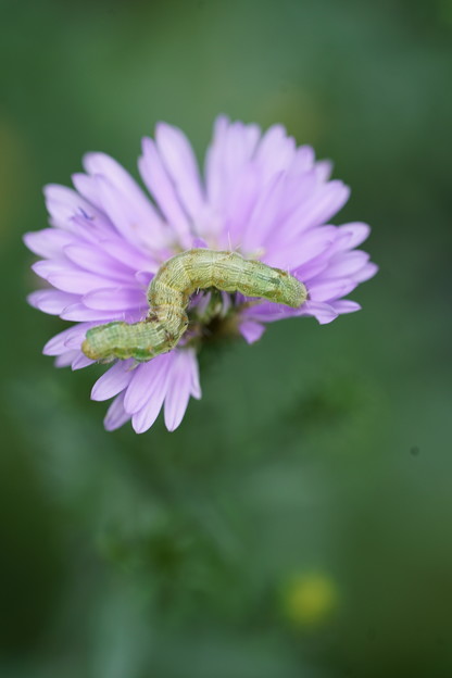 写真: 花食べる毛虫