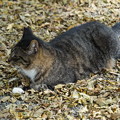 Photos: 落葉の猫