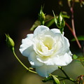 写真: 白薔薇