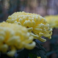 写真: 黄色い菊