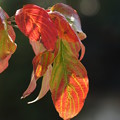 写真: 花水木の葉っぱ
