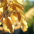 写真: アイリシュオークの葉