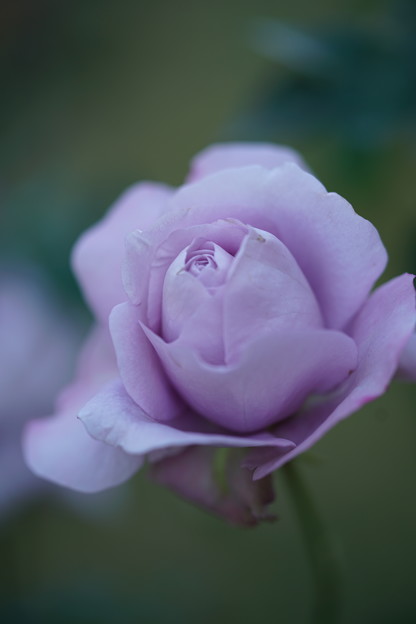 写真: 紫の薔薇