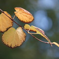 写真: 桂の葉